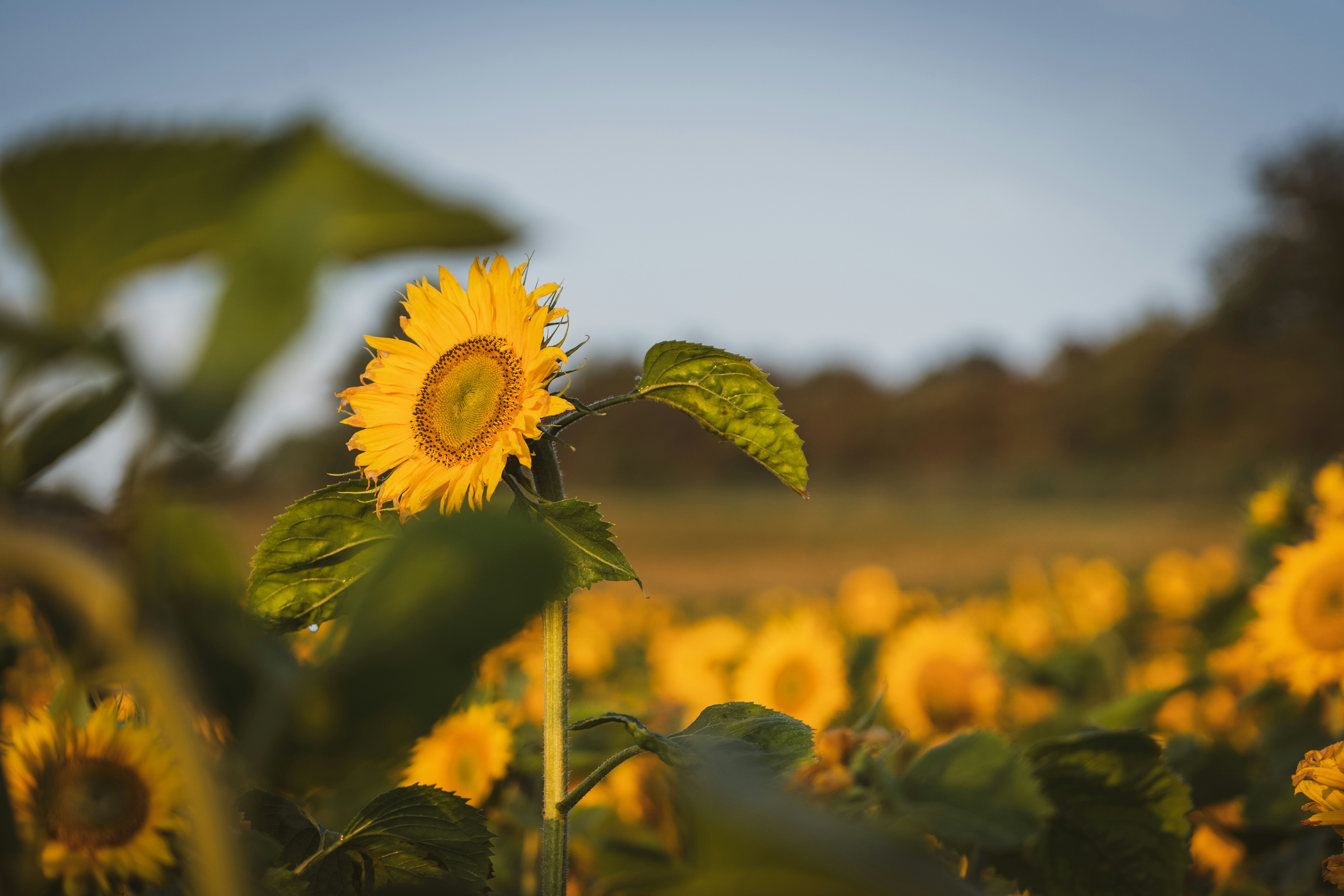 yellow sunflower field during daytime